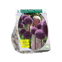 Baltus 'Allium Pinball Wizard'   voorjaarsbloeiers   2 bollen