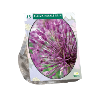 Baltus 'Allium Purple Rain'   voorjaarsbloeiers   15 bollen