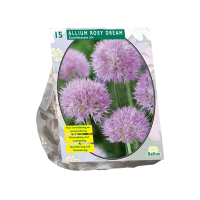Baltus sierui 'Allium Rosy Dreams'   Roze   voorjaarsbloeiers   15 bloembollen
