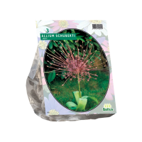 Baltus 'Allium Schuberti'   voorjaarsbloeiers   3 bollen