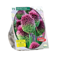 Baltus 'Allium Sphaerocephalon'   voorjaarsbloeiers   75 bollen