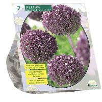 Baltus 'Allium Summer Drummer'   voorjaarsbloeiers   7 bollen