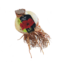 Baltus Amaryllis Hippeastrum   Rood   Steeketiket