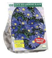 Baltus 'Anemone Blanda'   Blauw   voorjaarsbloeiers   100 bollen