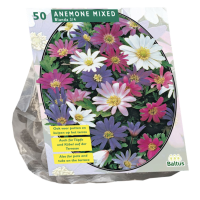 Baltus 'Anemone Blanda'   Mix   voorjaarsbloeiers   50 bollen