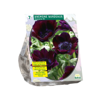 Baltus Anemone coronaria Bordeaux   7 stuks   Najaarsbollen