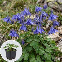 Aquilegia alpina   pot 9x9 cm  