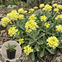 Aurinia saxatilis 'Sulphurea'   pot 9x9 cm