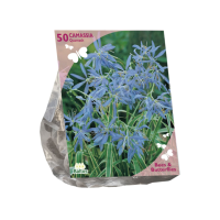 Baltus 'Camassia quamash'   voorjaarsbloeiers   50 bollen