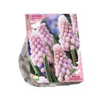 Baltus Bees & Butterflies 'Muscari Pink Sunrise' voorjaarsbloeiers   Roze   7 bloembollen