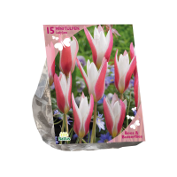Baltus  'Tulipa clusiana Lady Jane'   voorjaarsbloeiers   Roze / Wit   15 bloembollen