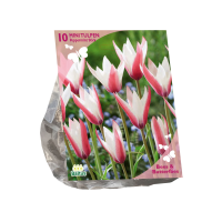 Baltus  'Tulipa Clusiana Peppermint Stick'   voorjaarsbloeiers   Roze / Wit   10 bloembollen