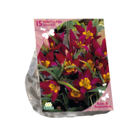 Baltus  'Tulipa Humilis Persian Pearl'   voorjaarsbloeiers   Rood   15 bloembollen