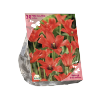 Baltus 'Tulipa Linifolia'   voorjaarsbloeiers   Per 30 tulpenbollen