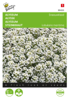 Buzzy   Alyssum zaden   Sneeuwkleed