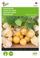 Buzzy seeds Ananaskers zaden   Physalis pruinosa