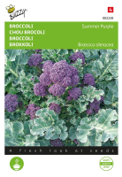 Buzzy seeds Broccoli zaden   Summer Purple