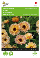 Buzzy seeds   bloemzaden   Calendula Touch of Red Buff
