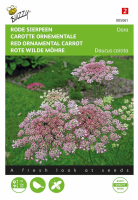 Buzzy   bloemzaden   Daucus Carota Dara