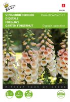 Buzzy® Vingerhoedskruid zaden   Digitalis Dalmation F1 Peach