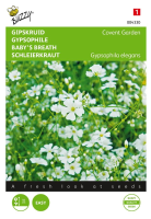 Buzzy seeds Gipskruid zaden   Covent Garden   wit