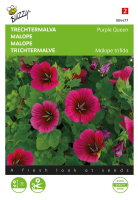 Buzzy seeds   bloemzaden   Malope, Trechtermalva Purple Queen