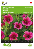 Buzzy seeds   bloemzaden   Malope, Trechtermalva Red Queen