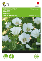 Buzzy seeds   bloemzaden   Malope, Trechtermalva White Queen