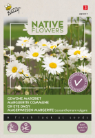 Buzzy   bloemzaden   Margriet Leucanthemum Vulgare
