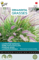 Buzzy seeds   bloemzaden   Ornamental Grasses, Pennisetum alopecuriodes