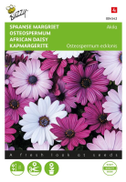 Buzzy seeds Spaanse Margriet zaden   Akila mix