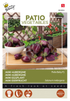 Buzzy seeds Terrasgroenten   Mini Aubergine zaden   Patio Baby F1