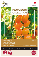 Buzzy seeds Kerstomaat zaden   Dolly F1