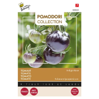 Buzzy seeds Zwarte kerstomaatzaden   Pomodori 'Indigo Rose'