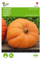 Buzzy seeds Pompoen zaden   Atlantic Giant