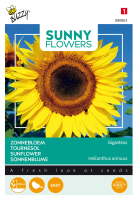 Buzzy seeds bloemzaden   Zonnebloem   Gigant