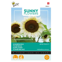 Buzzy seeds   bloemzaden   Sunny Flowers, Zonnebloem 'White Moon of Night'
