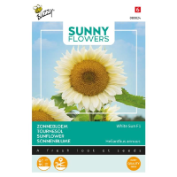Buzzy seeds   bloemzaden   Sunny Flowers, Zonnebloem 'White Sun of Day'