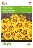 Buzzy seeds Lage afrikaan zaden   Naughty Marietta