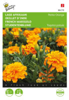 Buzzy seeds Lage afrikaan zaden   Tagetes Orange