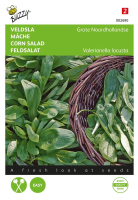 Buzzy seeds Veldsla zaden   Grote Noordhollandse