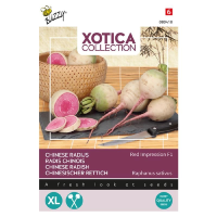 Buzzy seeds Xotica Japanse Radijszaden   'Red Impression F1'