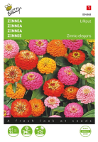 Buzzy seeds bloemzaden   Zinnia   Lilliput