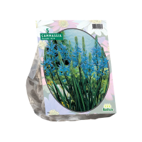 Baltus 'Camassia Cusickii'   voorjaarsbloeiers   5 bollen