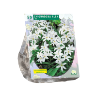 Baltus 'Chionodoxa Alba' voorjaarsbloeiers   50 bollen