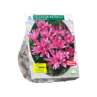 Baltus Colchicum Waterlily   Herfsttijloos   2 stuks