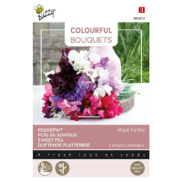 Buzzy seeds Colourful Bouquets   Royal Family   Lathyrus   Reukerwt
