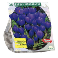 Baltus 'Crocus Grootbloemig'   voorjaarsbloeiers   25 bollen