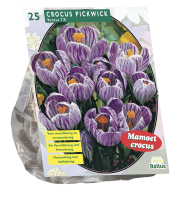 Baltus 'Crocus Grootbloemig'   voorjaarsbloeiers   Gestreept   25 bollen