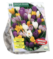 Baltus 'Crocus Grootbloemig'   voorjaarsbloeiers   Mix   30 bollen